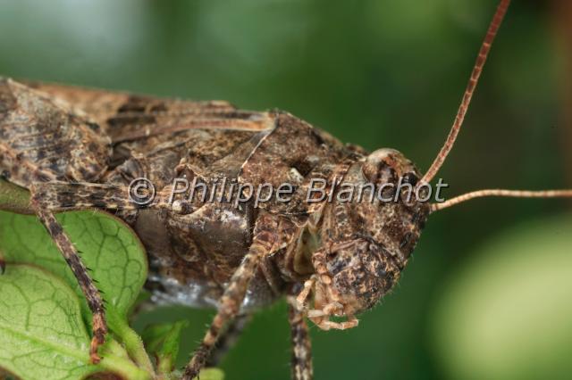 oedipoda caerulescens 2.JPG - Oedipoda caerulescens (Portrait)Oedipode turquoise, Criquet à ailes bleuesBlue winged grasshopperOrthoptera, AcrididaeFrance